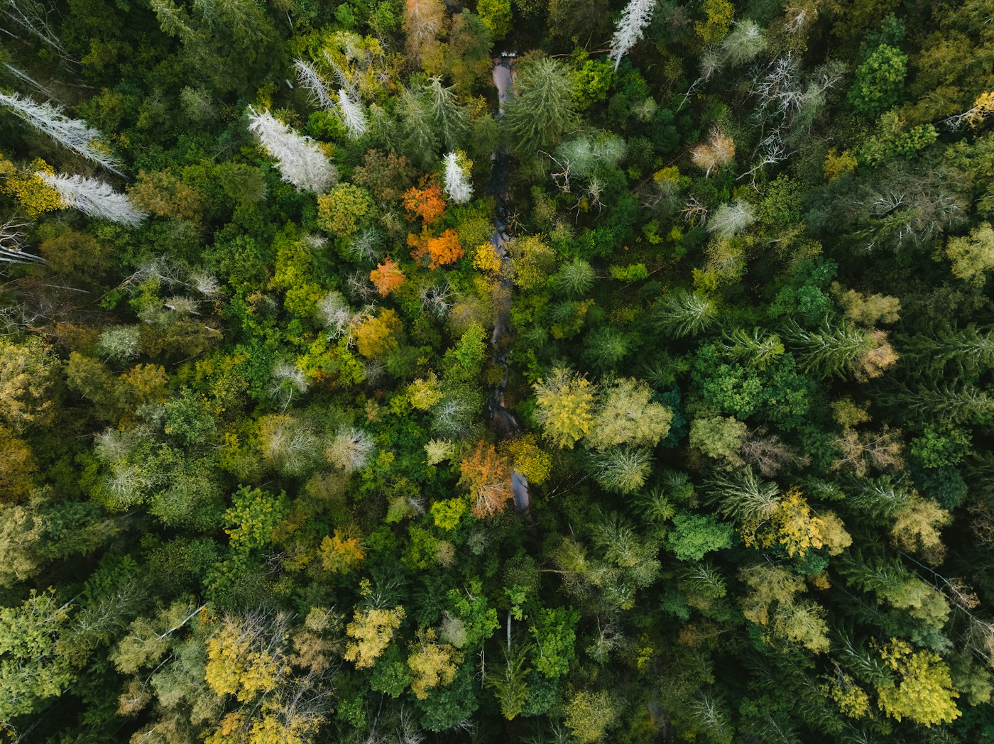 Forest landscape